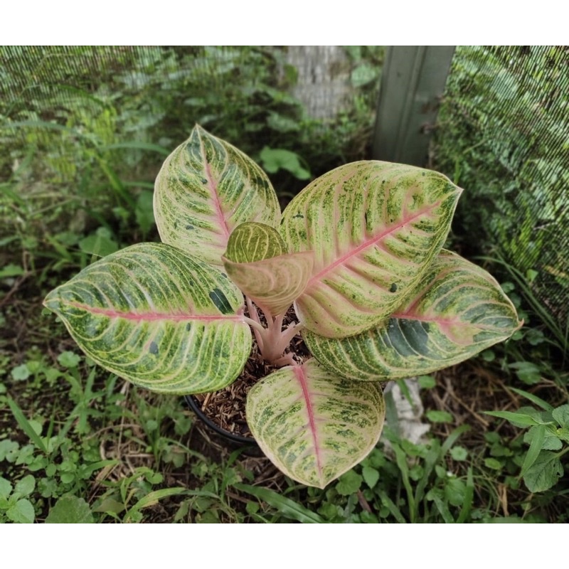 Aglonema Goliath Size baby