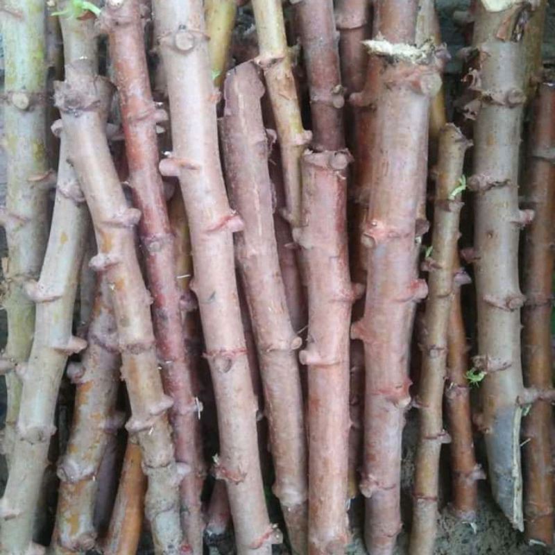 

batang singkong keju perbatang