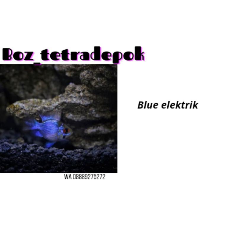 ikan blue elektrik