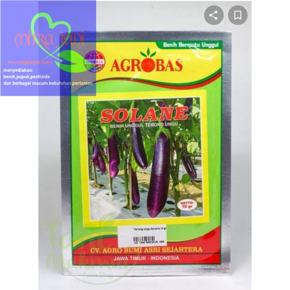 Benih Terong Ungu Unggul SOLANE isi 10gr dari AGROBAS