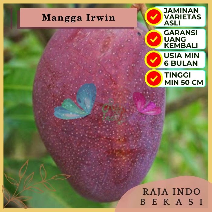 Bibit Tanaman Buah MANGGA IRWIN Premium