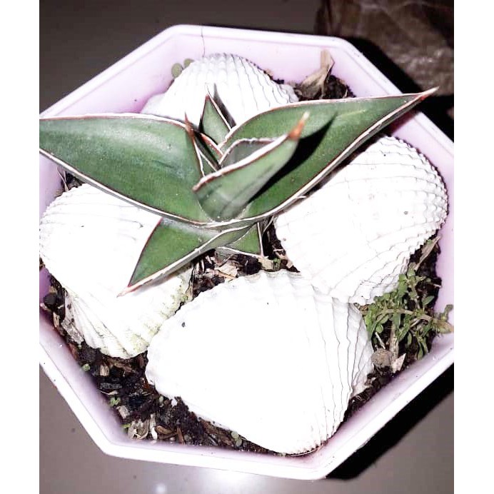 Sanseviera Lavranos SRIT Varigata/ Sansivera Varigata