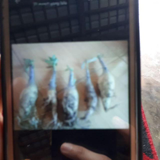 Paket 4 Batang Bibit Bunga Kamboja Jepang Adenium Triple Warna Terbaru 2019 Bonggol Besar