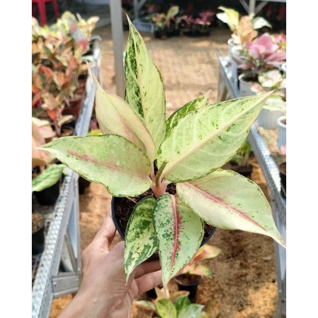 aglonema Frozen/aglonema import/aglonema frozen