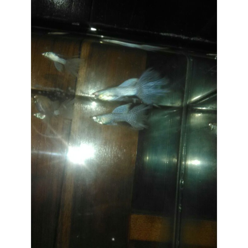 Sepasang  induk guppy,gepy,gupi Albino purple lace swallow ribbon kualitas grade