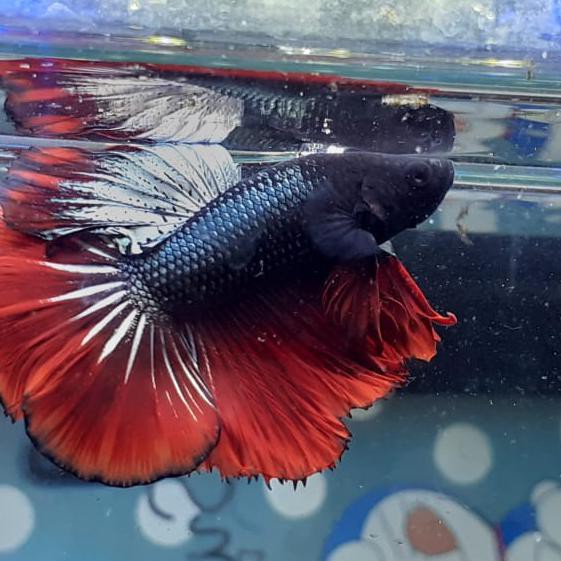 Terbaru Ikan Cupang Hias Halfmoon Cooper