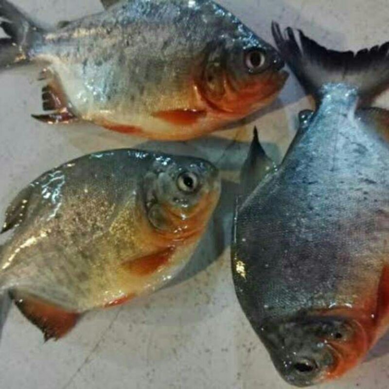 

❤ SEMBAKO MURAH ❤ Ikan bawal