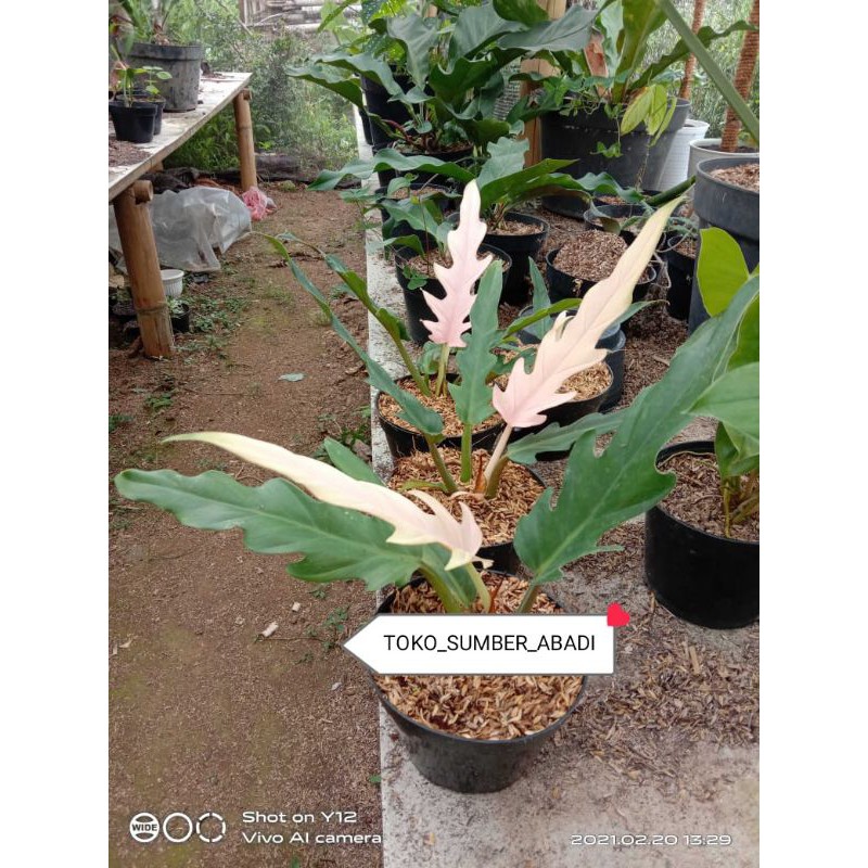 TANAMAN PHILO KERAS UNTUK LANGKA