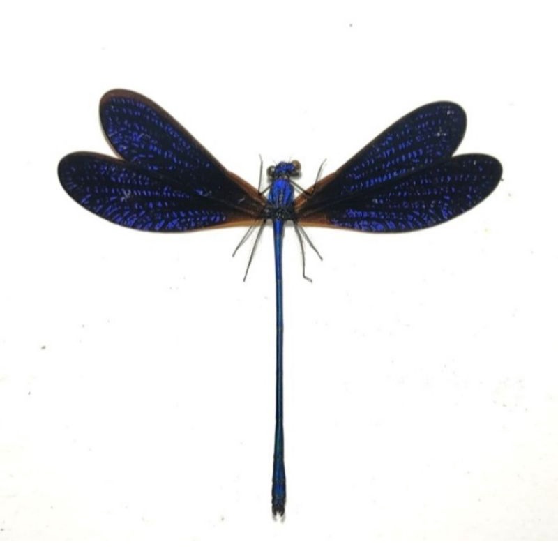 AWETAN SERANGGA CAPUNG BIRU