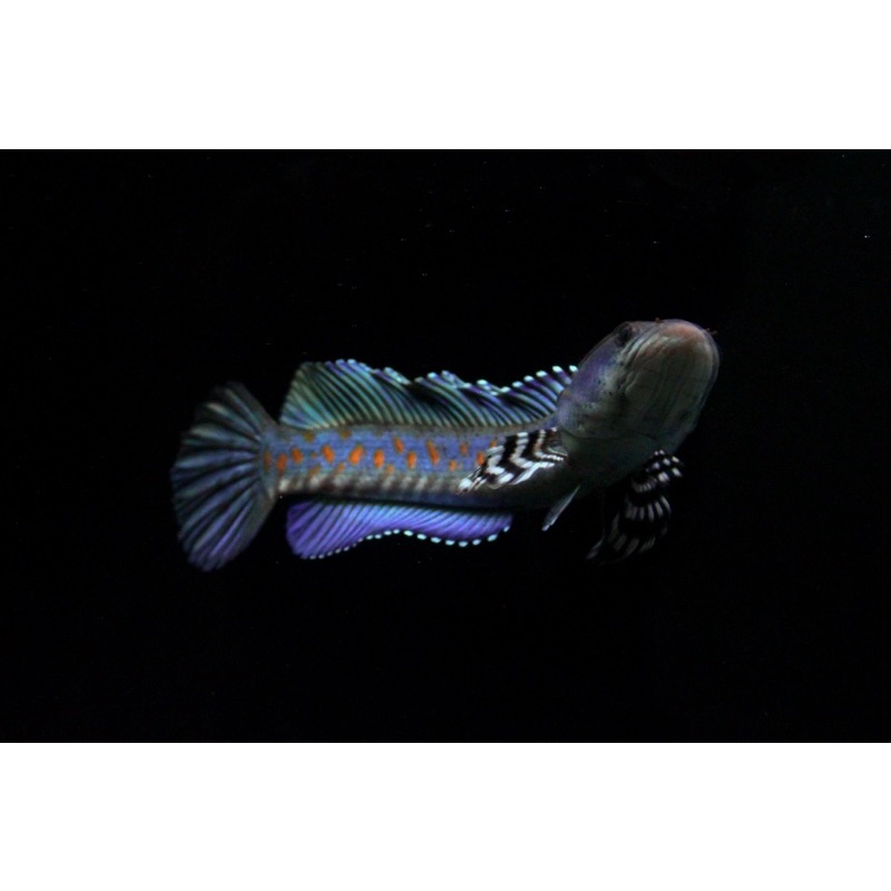 BLUE PULCHRA SPEK KONTES SIZE 7-9CM