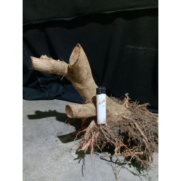 Bahan Bonsai Sancang Ori