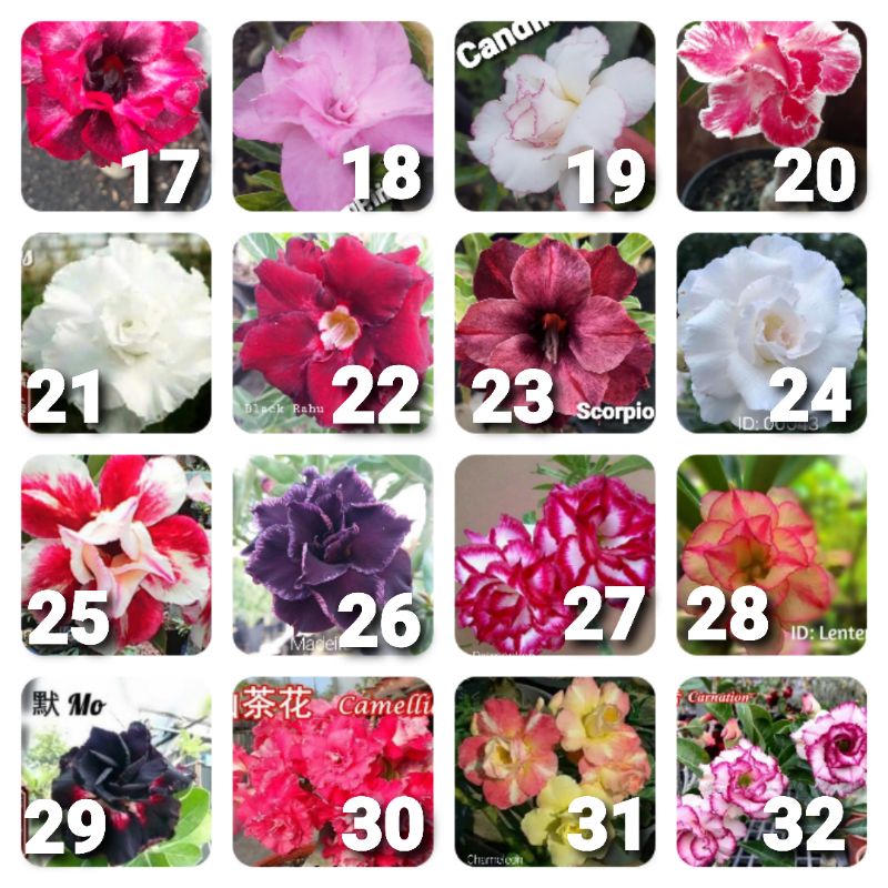 PAKET 5 POHON ADENIUM GRAFTING BUNGA TUMPUK