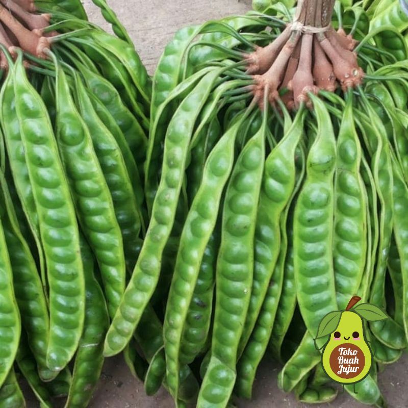 

PETE FRESH PETAI FRESH SATUAN