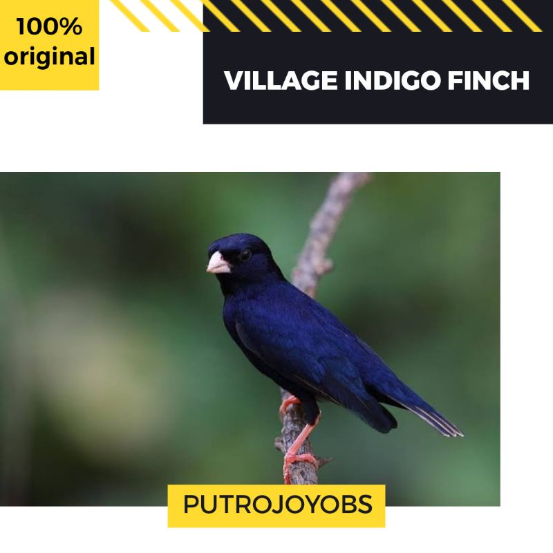 BURUNG VILLAGE INDIGO FINCH IMPORT AFRIKA bukan goldfinch muzambik sanger blackthroat