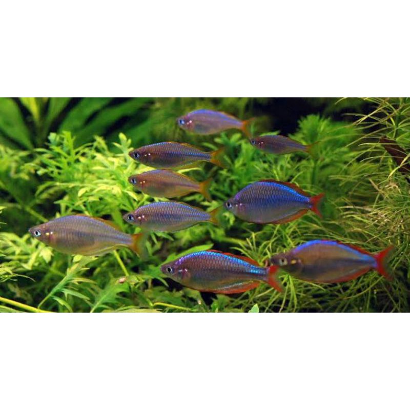 ikan rainbow peacock