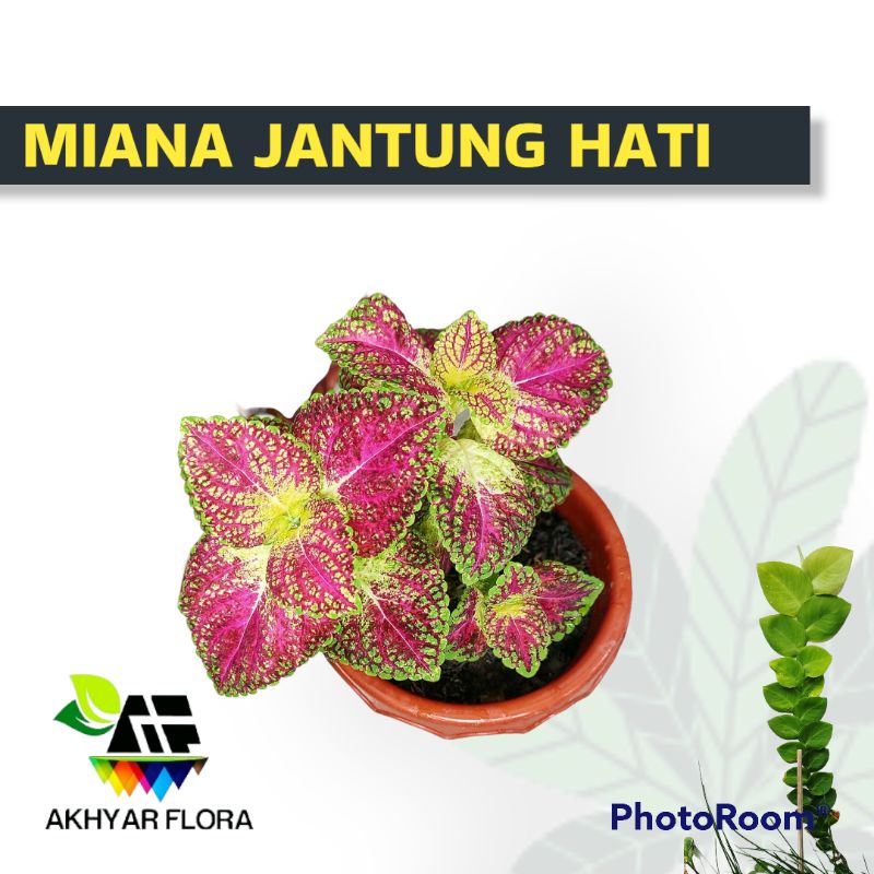 miana jantung hati tanaman hias miyana cinta hias taman outdor tanaman kuat cuaca panas