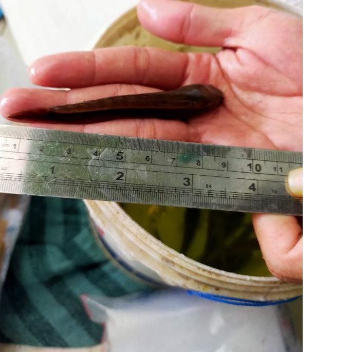 Kualitas Terjamin. Channa maru Borneo mata merah 9 cm ,.,,...