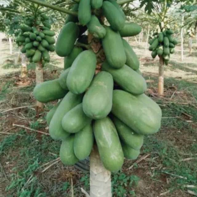 Bibit pepaya kalifornia