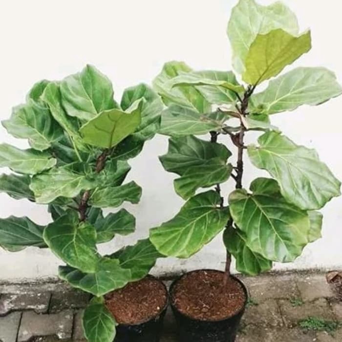 PROMO Pohon ketapang biola cantik - tanaman hias Ketapang biola - pohon Ketapang biola cantik