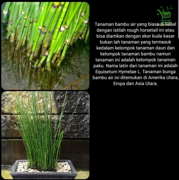 Tanaman Hias Bambu Air - Pohon Untuk Hias Pagar - Batang Unik