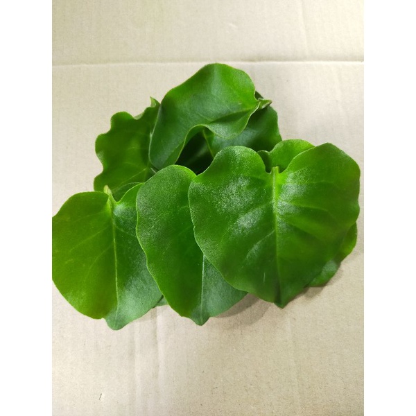 

Daun binahong segar 500 gram