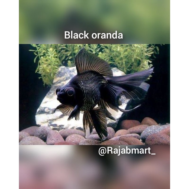 ikan hias koki oranda black size 11 cm