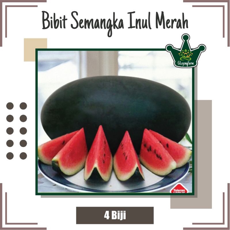 Benih Semangka Inul Merah F1 Mardy - Bibit Buah