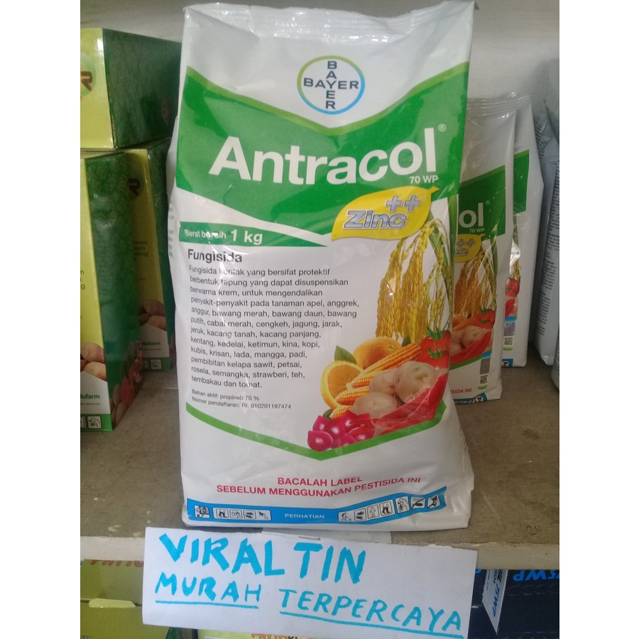 antracol 1 kg fungisida tanaman.
