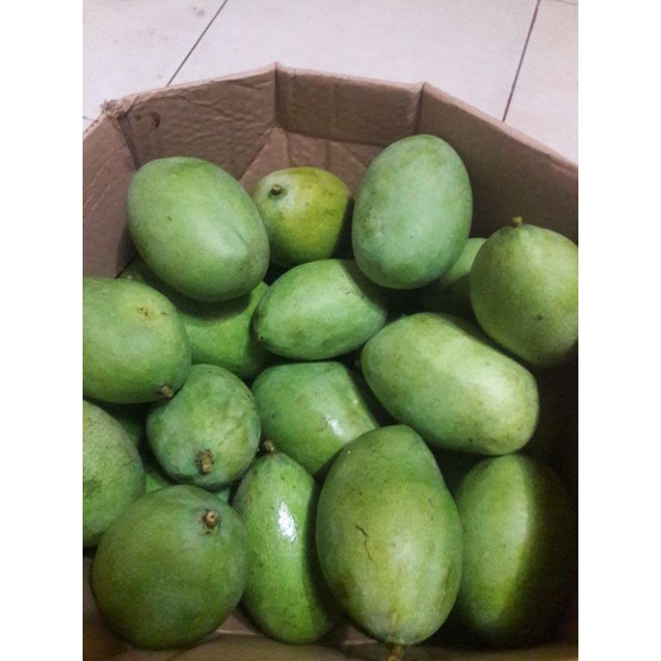 

mangga manalagi/madu mangga tua