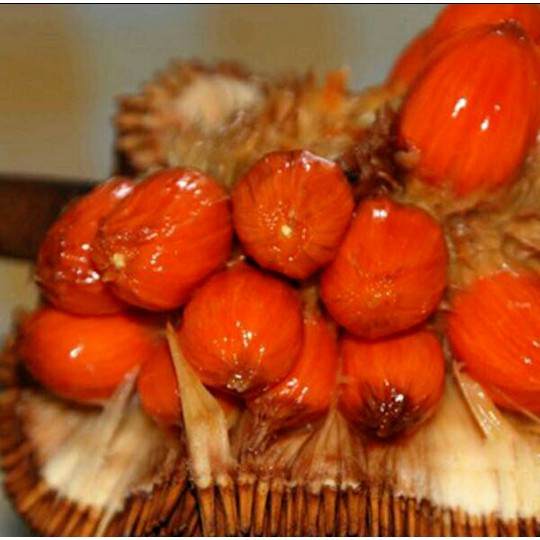 Bibit Buah Cempedak Merah King