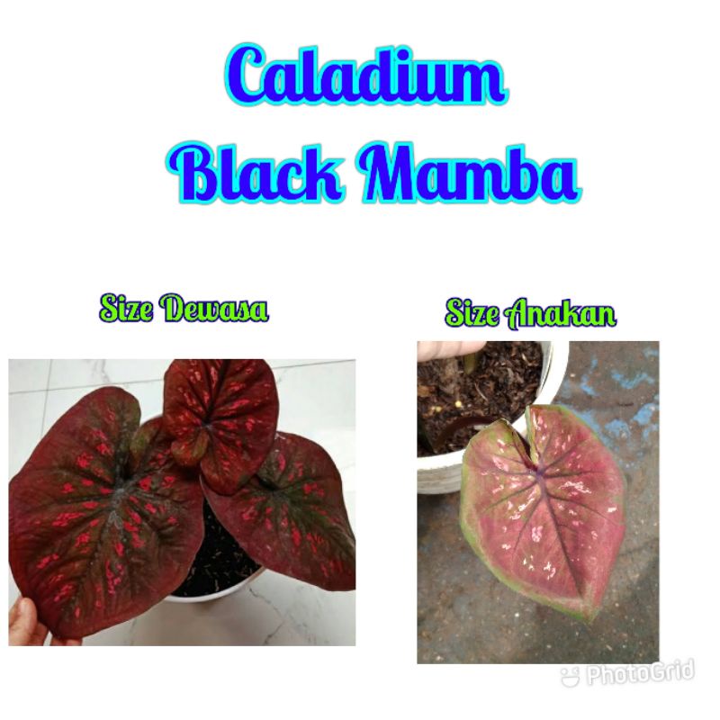 Size Anakan Caladium Black mamba (Tanpa Pot)