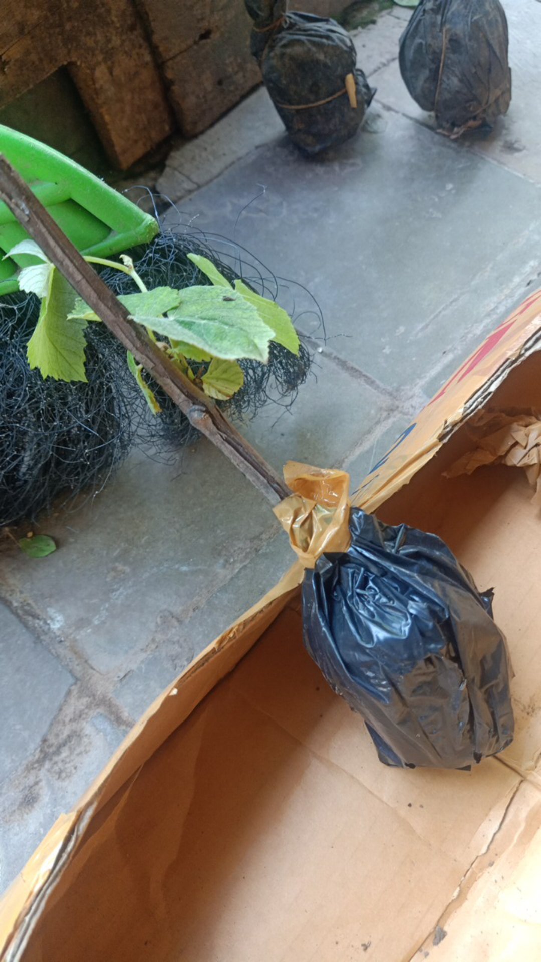 Bibit Anggur Hijau Belgia