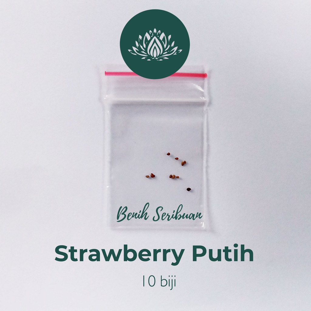 10 Benih Bibit Stroberi Putih White Strawberry Premium California Strowbery Unggul Strobery Super