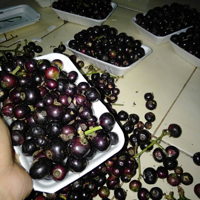 Buah kupa/gohok