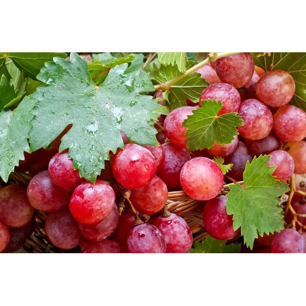 ASLI BIBIT ANGGUR MERAH / POHON ANGGUR MERAH UNGGUL