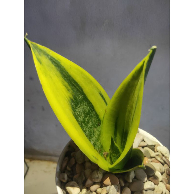 sansevieria gold flame - lidah mertua gold flame - gold flame - tanaman indoor - pembersih udara
