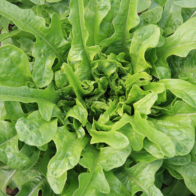 Benih Bibit Biji - Lettuce Chris Green Oakleaf Selada Oak Hijau Seeds - Panen Dalam 35 Hari