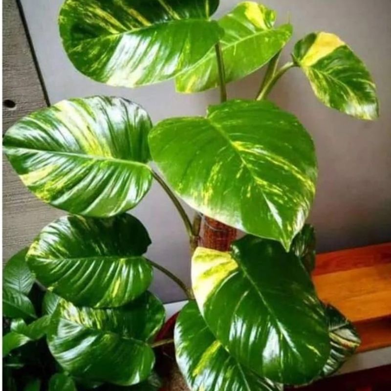 tanaman sirih gading jumbo varigata