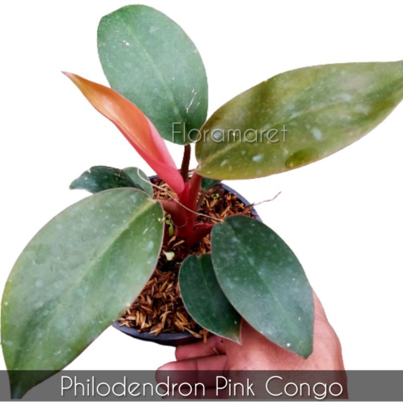 Philo pink congo