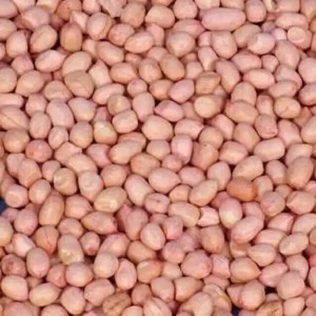 Jual Kacang tanah import India (Harga per 500gram)  Shopee Indonesia