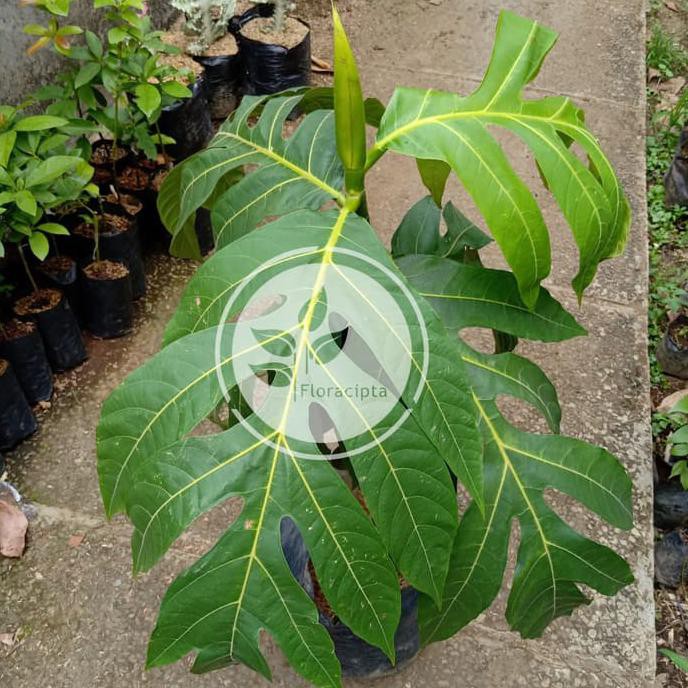 Bibit Pohon Buah Sukun - Tanaman Buah Sukun - Besar