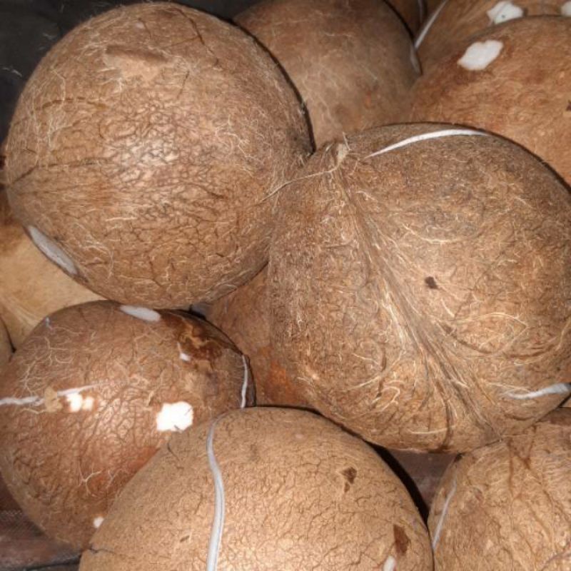 

2 buah kelapa tua utuh untuk santan