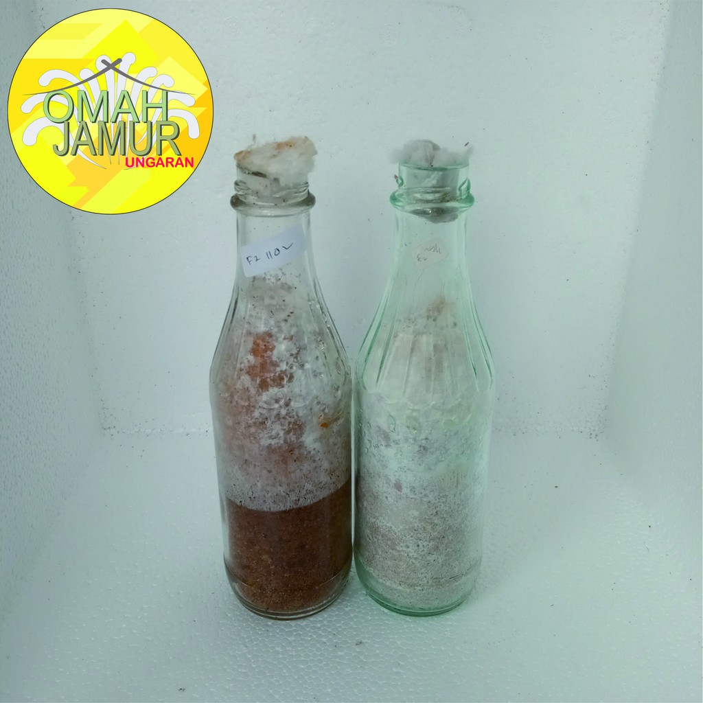 Bibit F2 Jamur Tiram Putih Florida