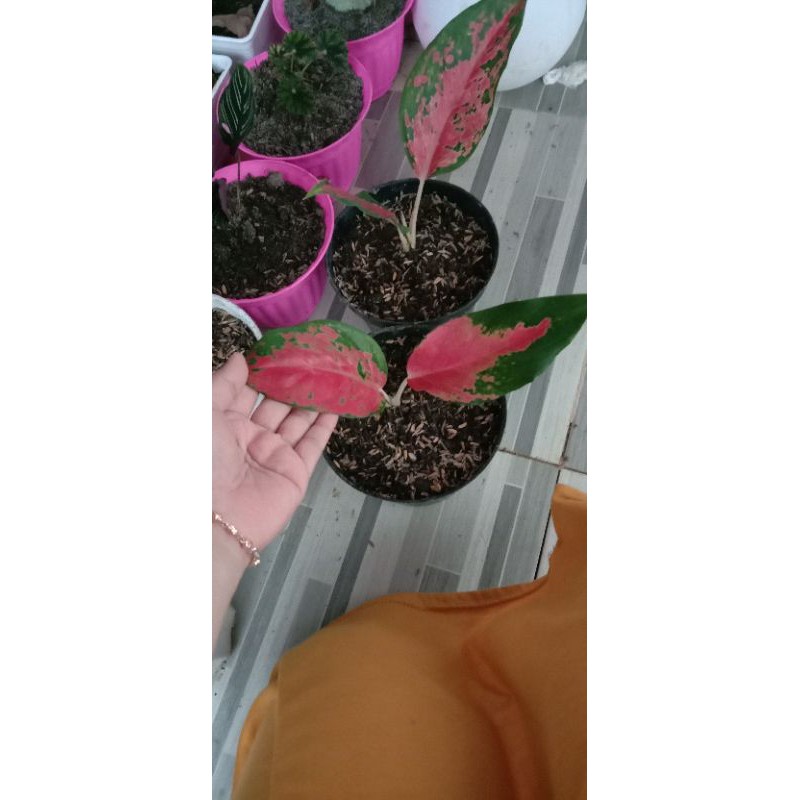 aglaonema RHCP