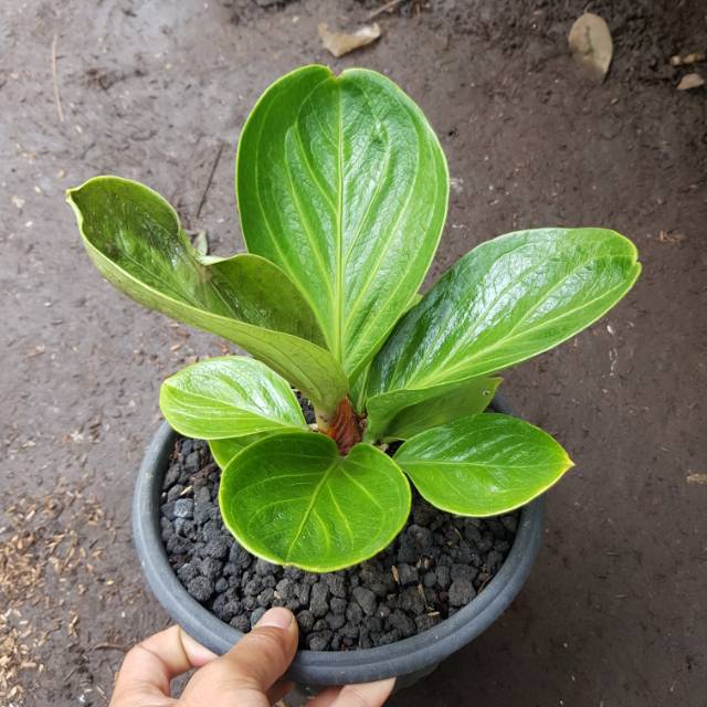 Anthurium Jemani mangkok superbowl Shopee Indonesia