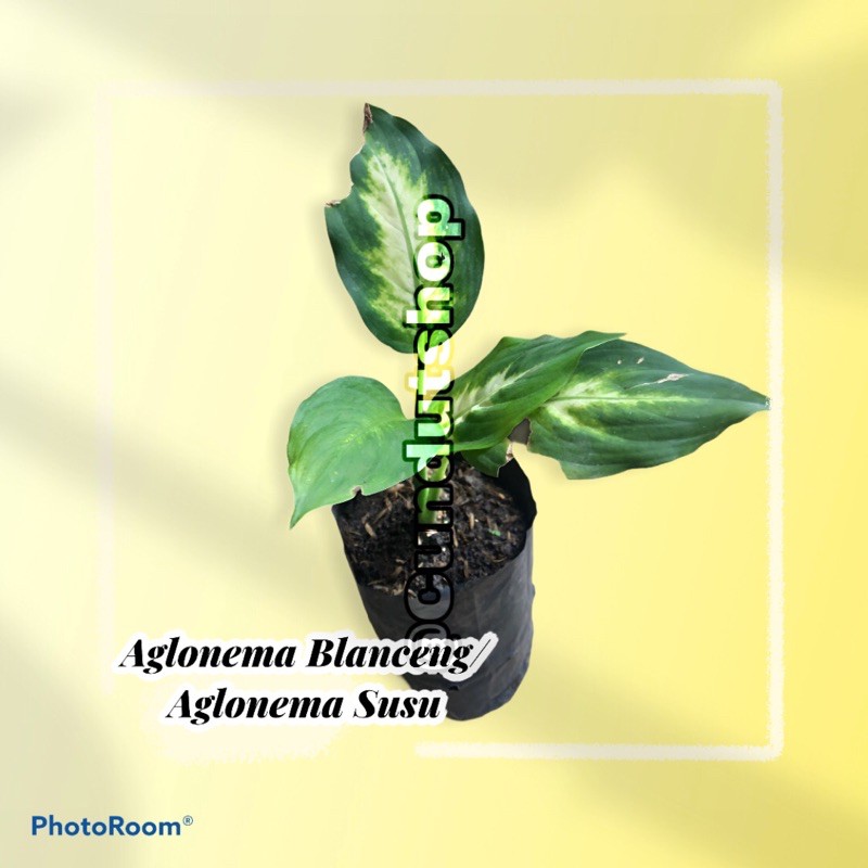 aglonema blanceng/ aglonema susu