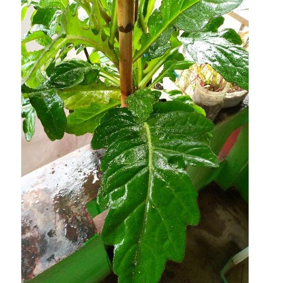 

Banjir Promo Daun Dewa Segar Langsung Petik 100gr 899HOBO