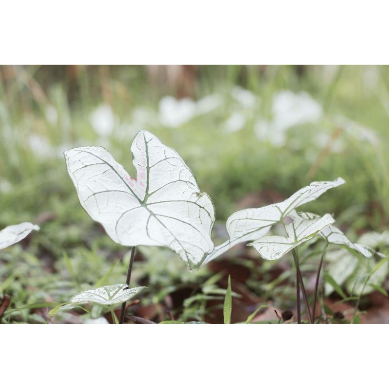 Keladi Caladium White RED STAR PINK CHOCOLATE DLL