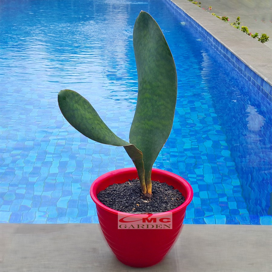 Lidah Mertua Sansevieria Sansivera Sansiviera Sensiviera Masoniana Giant Centong Jumbo LM-MS-3040