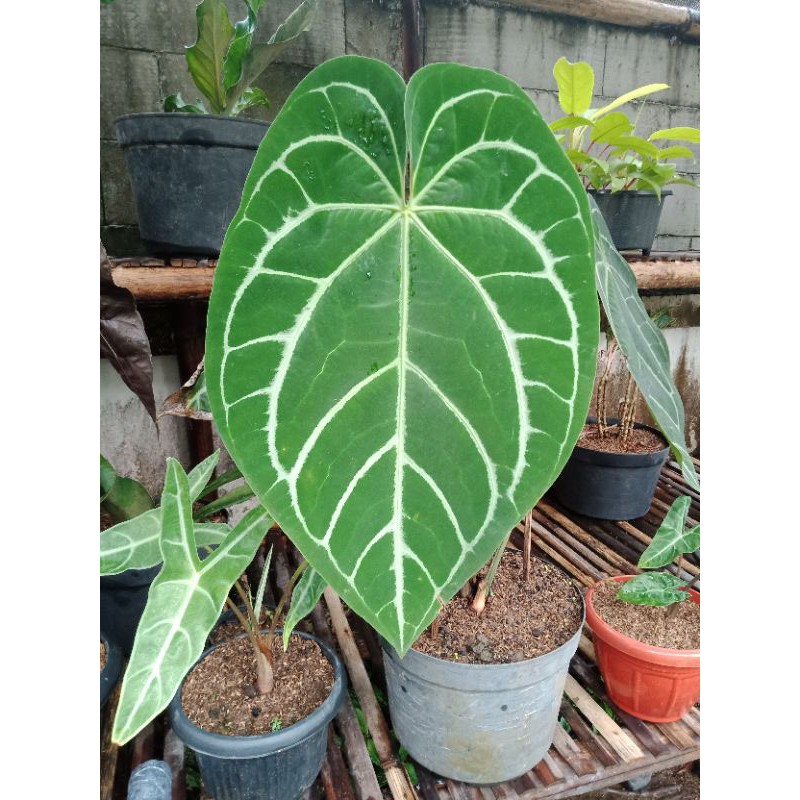 tanaman hias kuping gajah jumbo